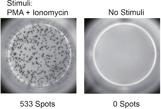 Side-by-side comparison of 2 ELISpot wells showing 533 spots indicating IFN-gamma secreting cells following PMA and Ionomycin treatment on the left, versus the untreated negative control on the right showing no spots (i.e., no IFN-gamma secreting cells)