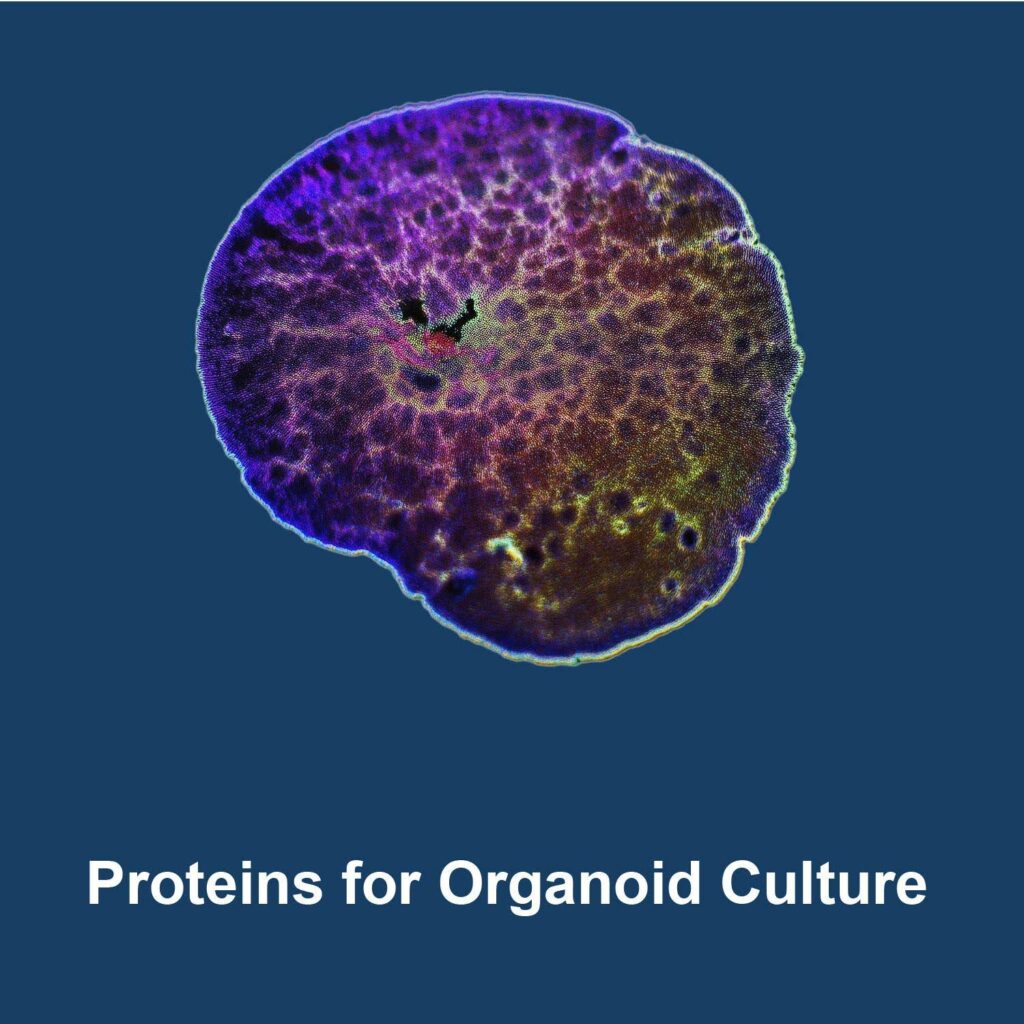 Organoid tissue. Fluorescently stained. Links to Proteins for Organoid Culture webpage.