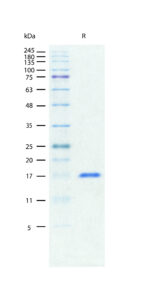 SDS-PAGE gel showing a single band for Recombinant Mouse TNF-alpha stained with Coomassie Blue.