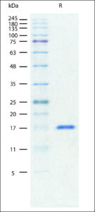 SDS-PAGE gel showing a single band for Recombinant Mouse TNF-alpha stained with Coomassie Blue.