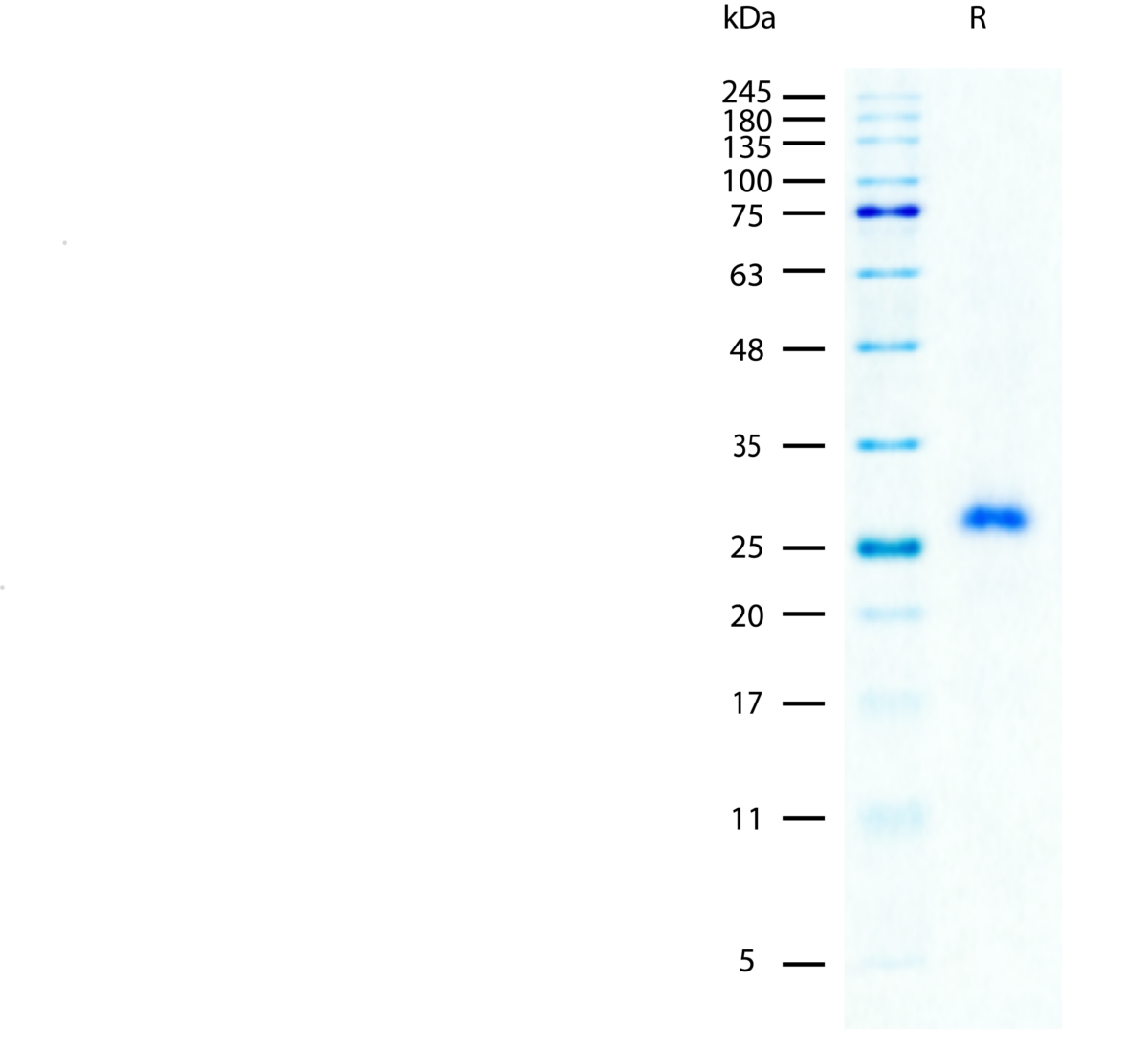 SDS-PAGE gel image showing a single band for recombinant mouse M-CSF protein stained with Coomassie blue.