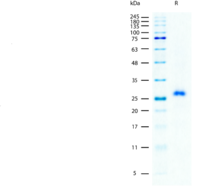 SDS-PAGE gel image showing a single band for recombinant mouse M-CSF protein stained with Coomassie blue.