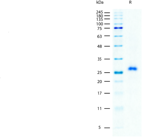 SDS-PAGE gel image showing a single band for recombinant mouse M-CSF protein stained with Coomassie blue.