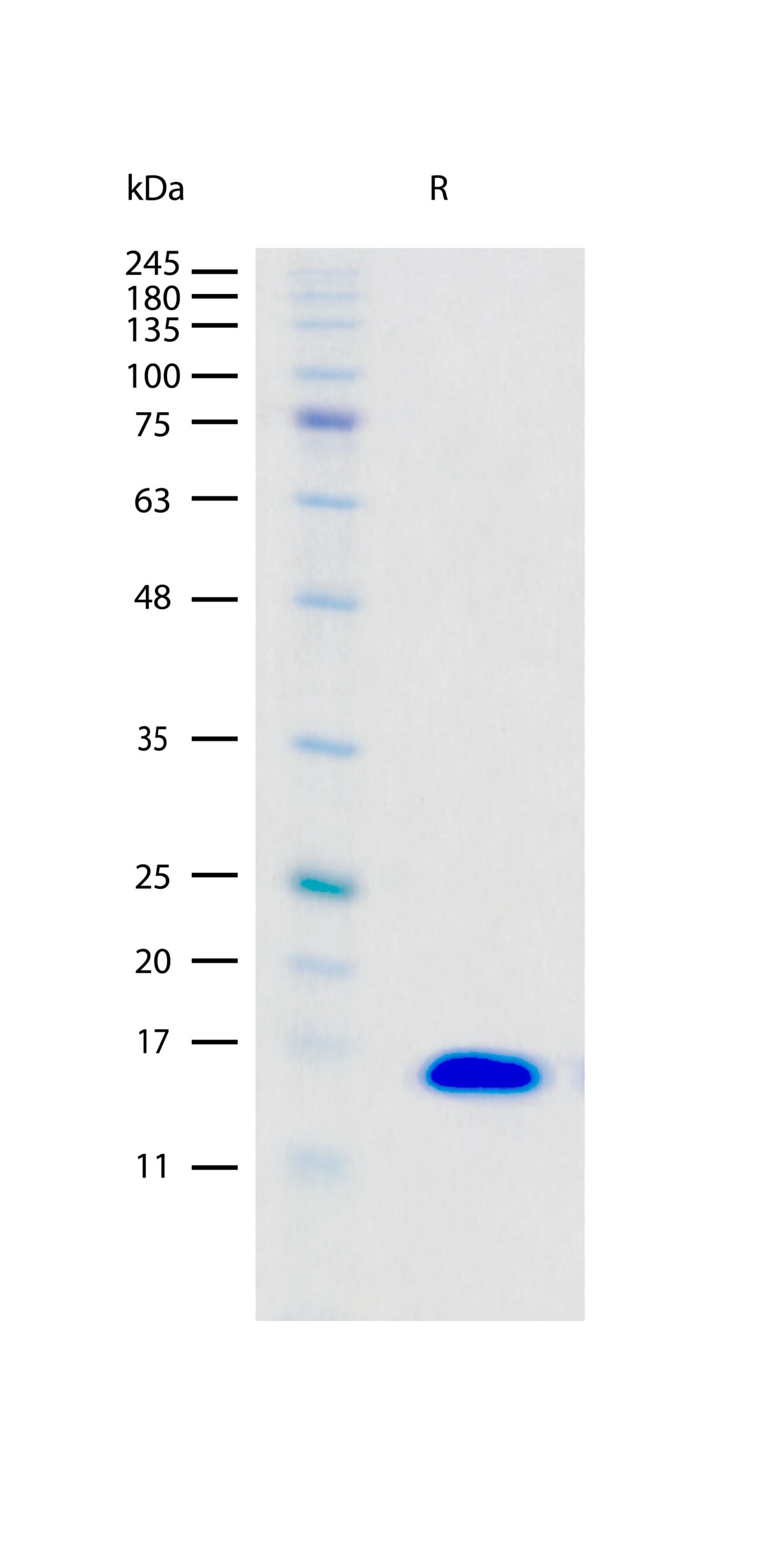 SDS-PAGE gel image showing a single band for Recombinant Human FGF-basic/FGF2 protein stained with Coomassie blue.