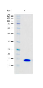 SDS-PAGE gel image showing a single band for Recombinant Human FGF-basic/FGF2 protein stained with Coomassie blue.