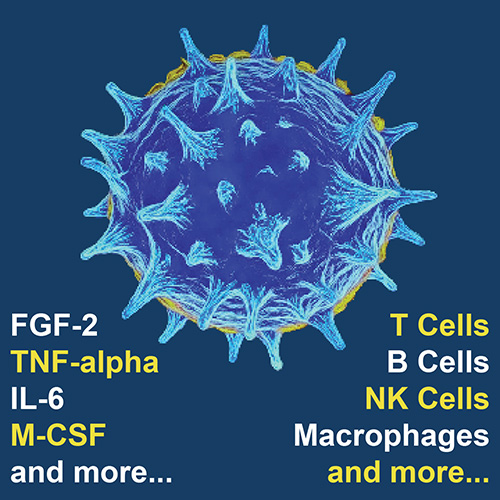 Proteins for Immune Cell Culture. FGF-2, TNF-alpha, IL-6, M-CSF, T Cells, B Cells, NK Cells, Macrophages, and more.