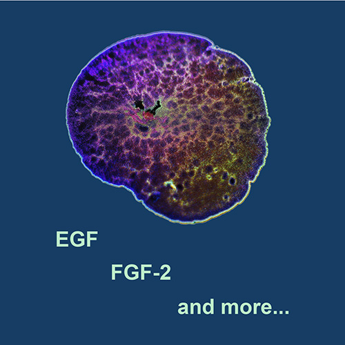 Proteins for Organoid Culture. EGF, FGF-2 and more.