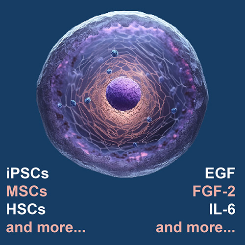 Proteins for Stem Cell Culture. EGF, FGF-2, IL-6, iPSCs, MSCs, HSCs, and more.