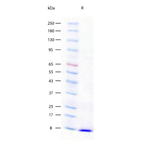 SDS-PAGE gel image showing a single band for Recombinant Human EGF Protein, Animal Component-Free, protein stained with Coomassie blue.