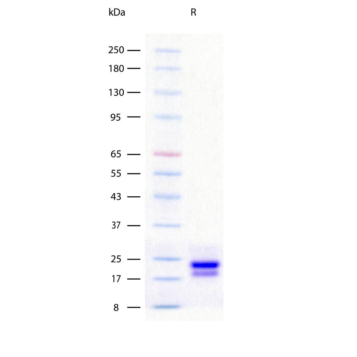 SDS-PAGE gel showing glycosylated recombinant human IL-6 protein with Coomassie blue staining